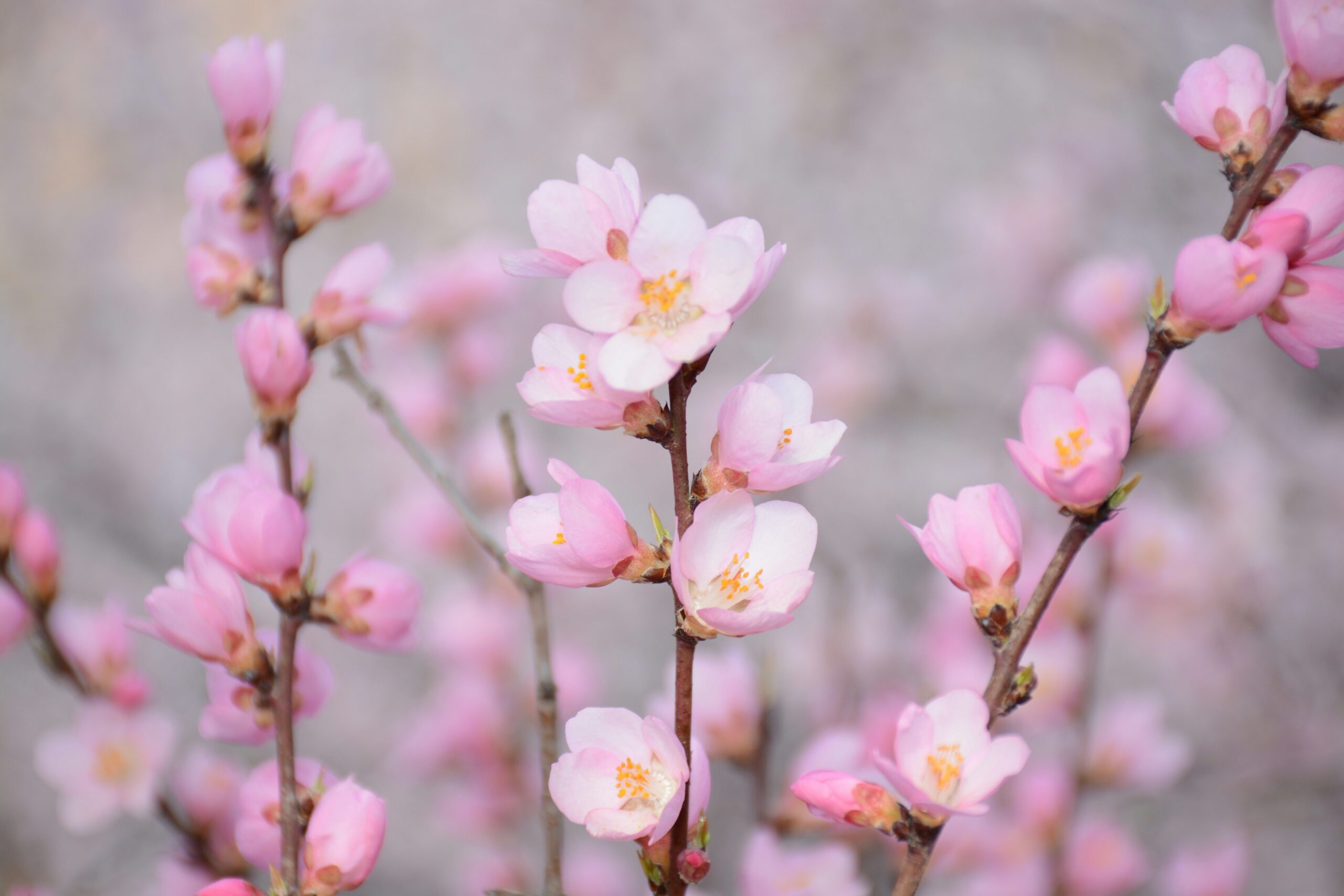 sakura27-yZgOKq65mQk-unsplash